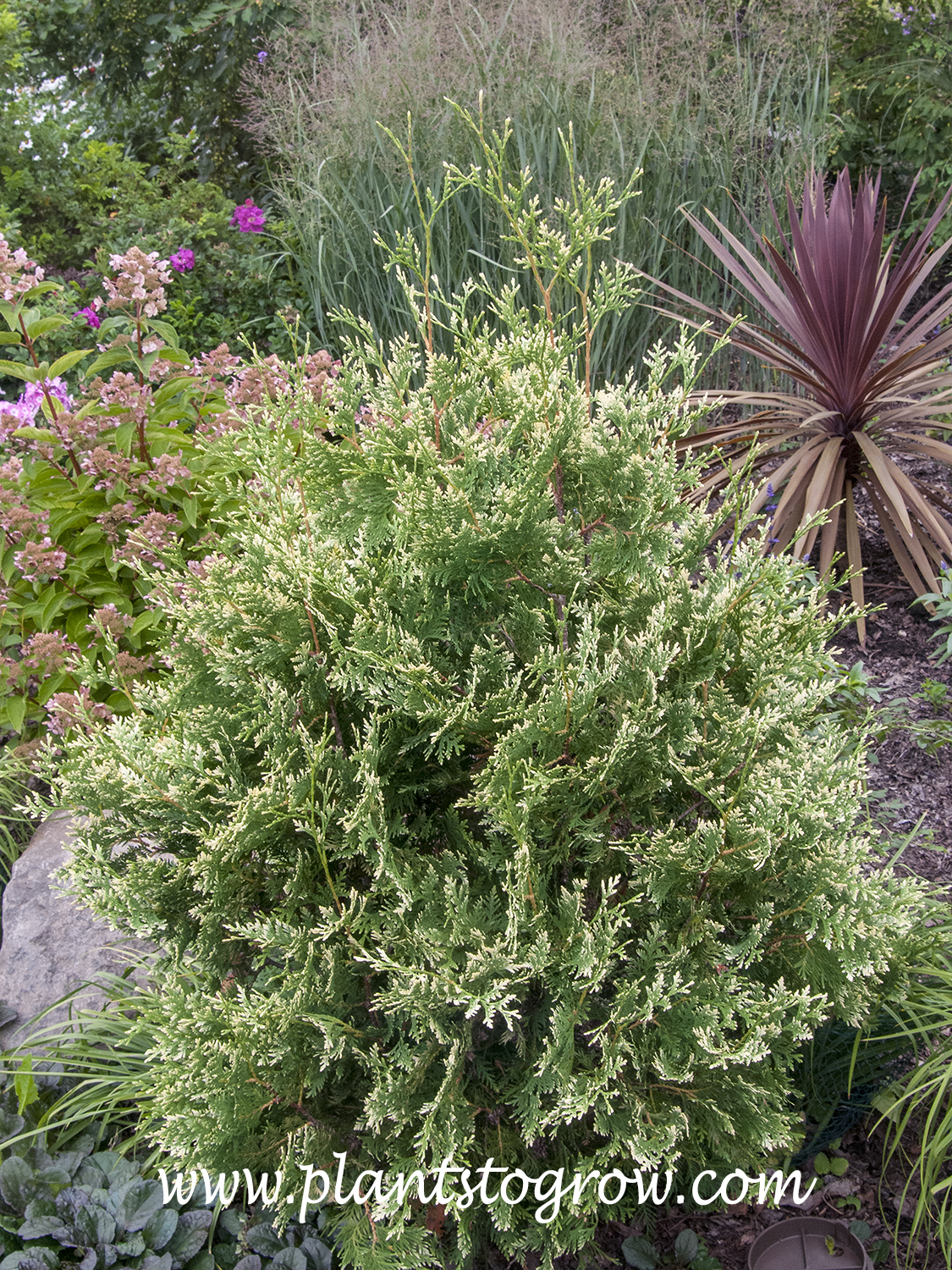 'Snow Tip' Arborvitae (Thuja occidentalis)